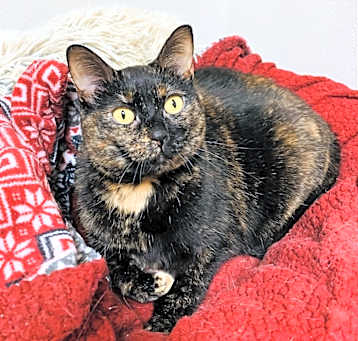 Photo of Scylla