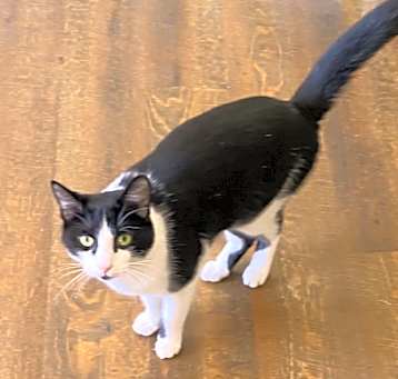 Photo of pistol