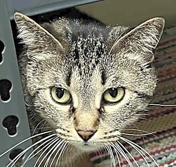 Photo of Abby