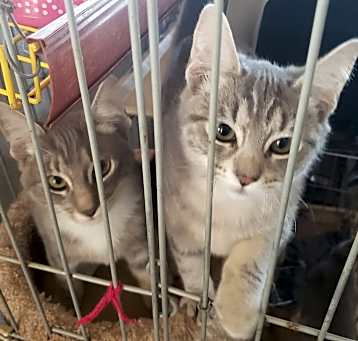 Photo of Bubbles & Sponge