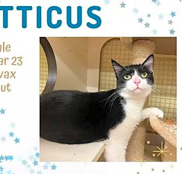 Photo of Atticus
