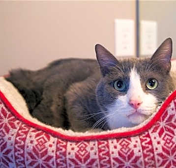 Photo of Dillon