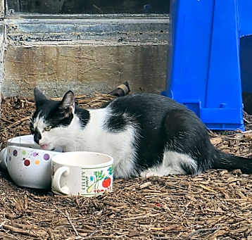 Photo of Necia