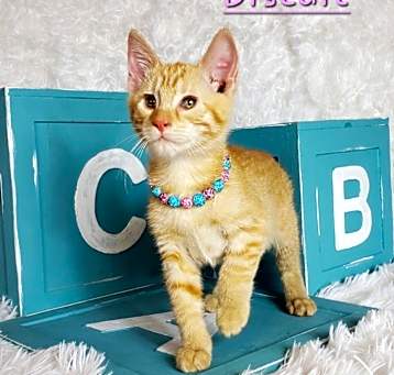 Photo of Biscuit