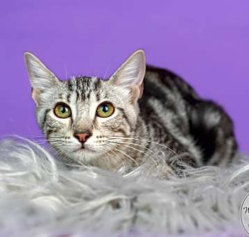 Photo of Clover