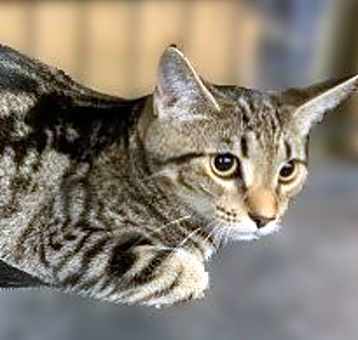 Photo of Honey