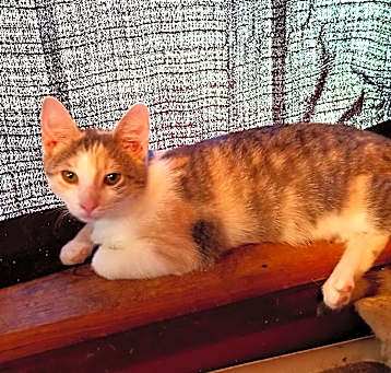 Photo of Cleo
