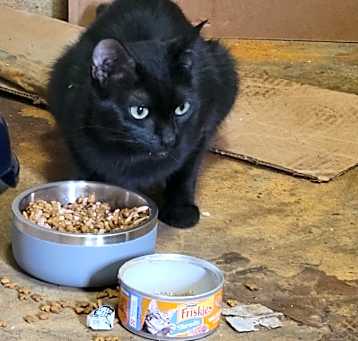 Photo of Lady Gata