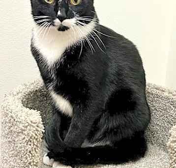 Photo of Figaro