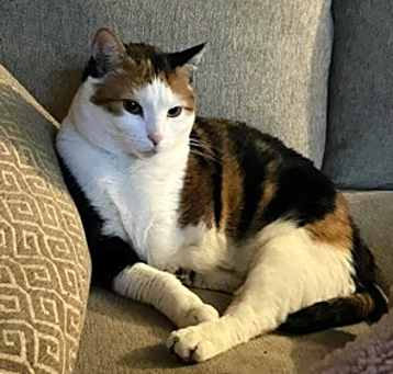 Photo of Coral (FCID# 03/22/2023 - 11)