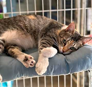 Photo of Patches