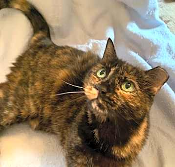 Photo of Mowzy - Available in Foster