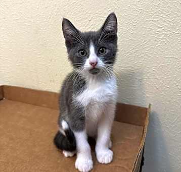Photo of Gideon