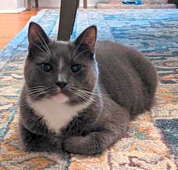 Photo of Chrome