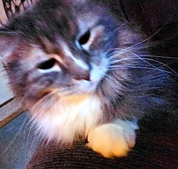 Photo of Captain Bootsnfur