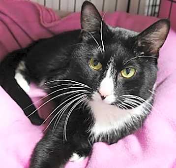 Photo of Cosmo