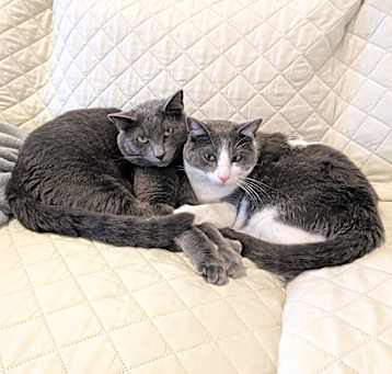 Photo of Leo and Percy (brothers)