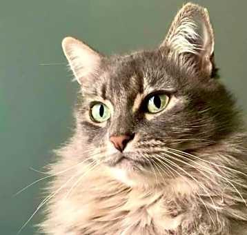 Photo of Willow