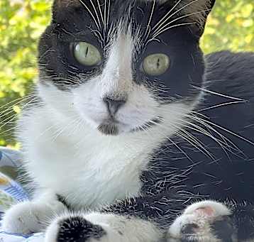 Photo of Amelia