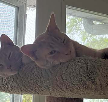 Photo of Jester and Jasper