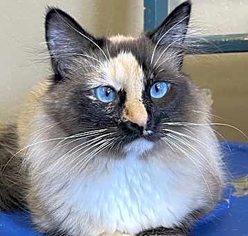Photo of Harlequin