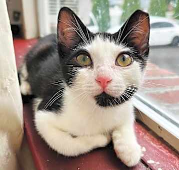 Photo of Junebug (Lyla)