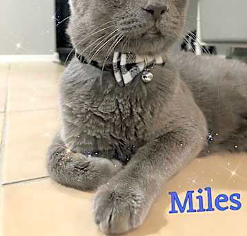 Photo of Miles