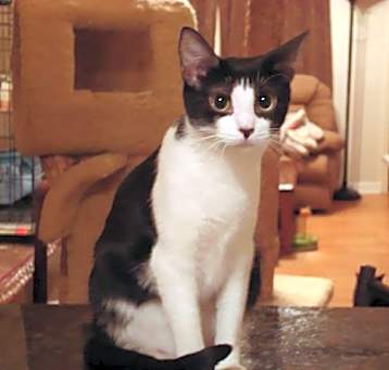 Photo of Zinc