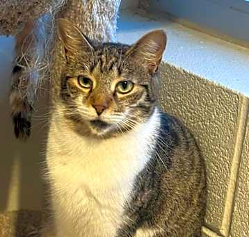 Photo of Putter