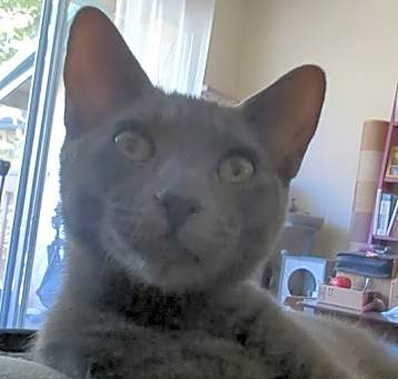 Photo of Silver