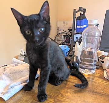 Photo of T'Challa