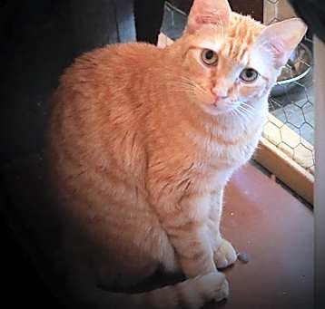 Photo of Noir