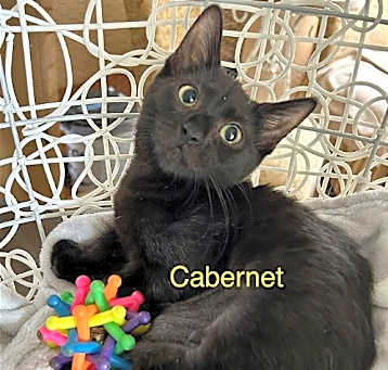 Photo of Cabernet