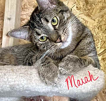 Photo of Marah