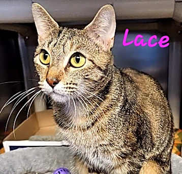 Photo of Lace