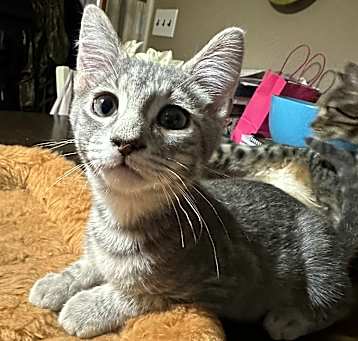 Photo of Dusty