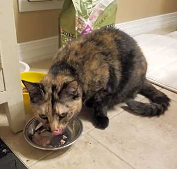 Photo of Cookie
