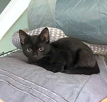 Photo of Loki