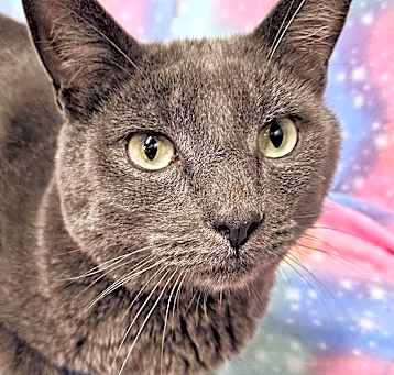 Photo of London - RC PetSmart