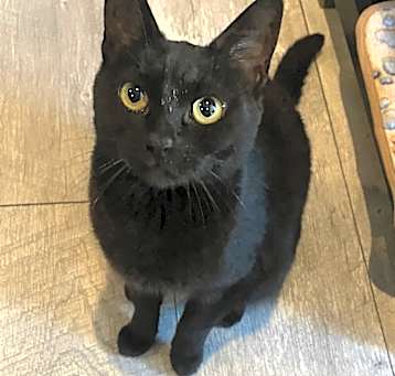 Photo of Clover