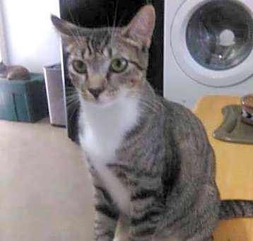 Photo of Tinkerbell