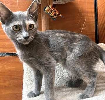 Photo of Cayenne