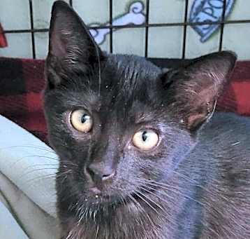 Photo of Willow