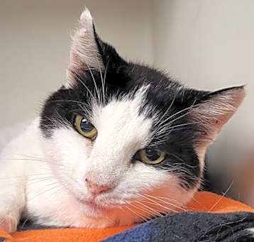 Photo of Cleo