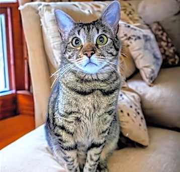 Photo of Little Bit (Bobtail)