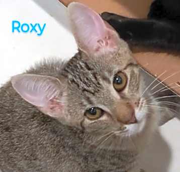 Photo of Roxy