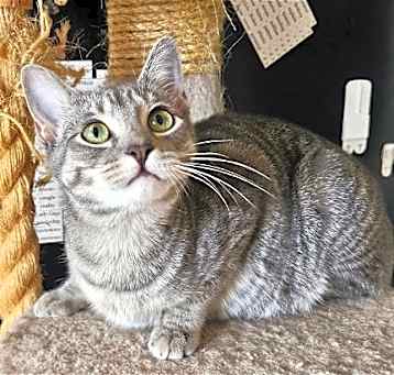 Photo of Dusty