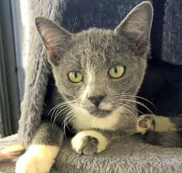Photo of Marzipan