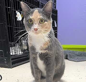 Photo of Echo