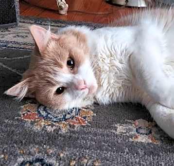 Photo of Muffin (Foster Cat)